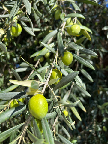 Olio EVO