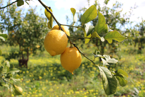 Limone