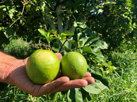 Limone Verdello