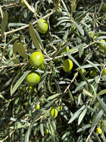 Olio