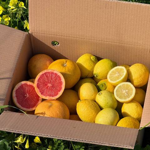 Cassetta Detox Invernale