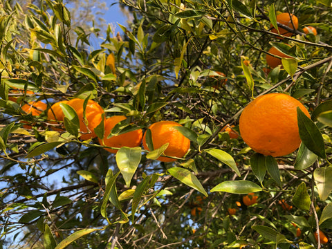 Mandarine Ciaculli tardive