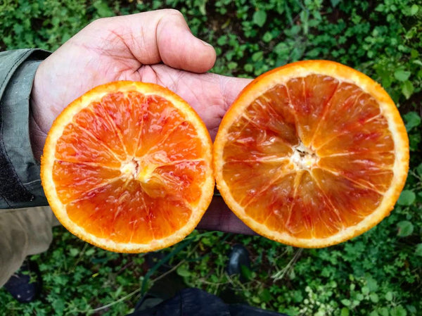 Naranjas sanguinas moro